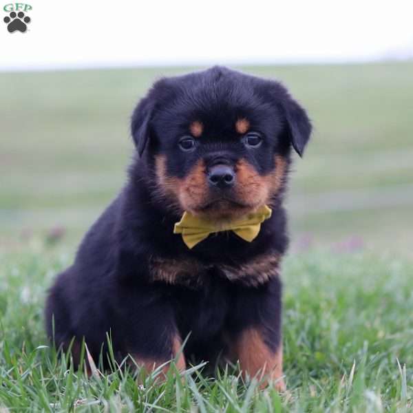 Rambo, Rottweiler Puppy